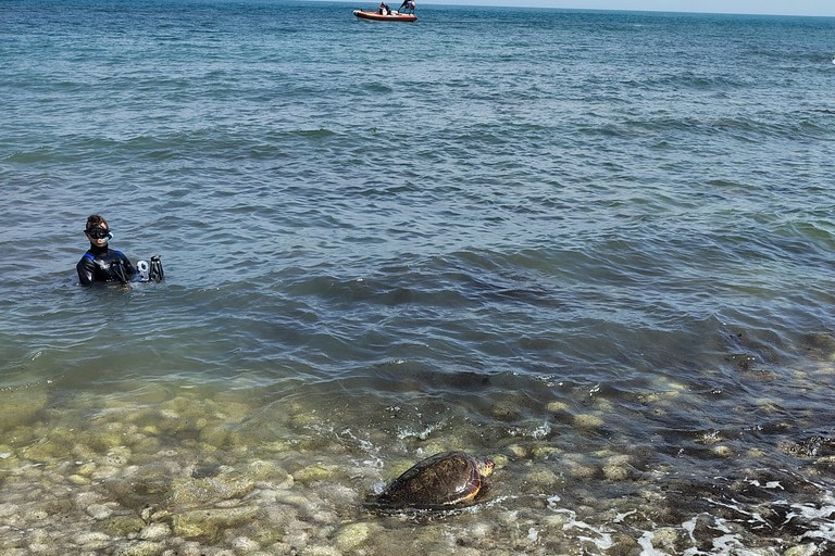 Liberate tre tartarughe