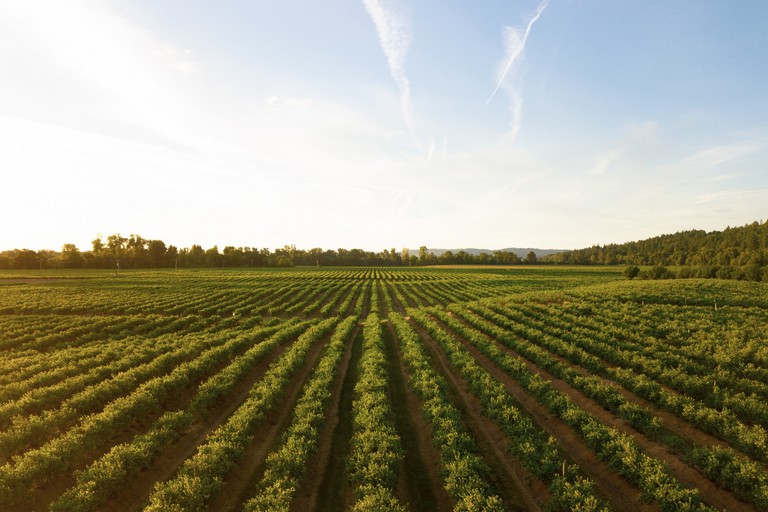 Agricoltura