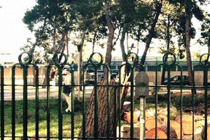 alberi dopo il taglio