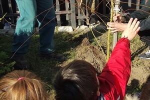 piantumazione albero