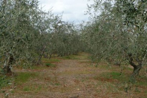 campagna ulivi