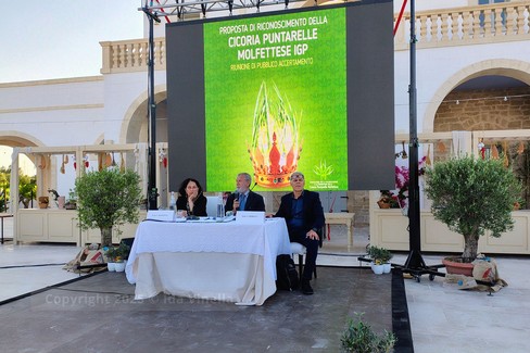 La cicoria puntarelle molfettese, eccellenza del territorio, pronta per il marchio IGP