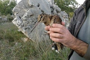 liberazione uccelli