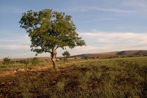 murgia