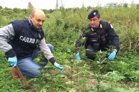 Marijuana al posto degli ulivi. Arrestati falsi agricoltori