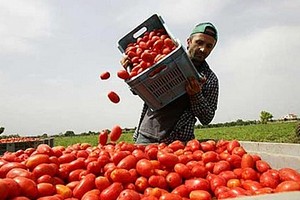 raccolta pomodoro