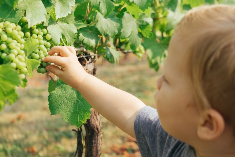 Baby sommelier