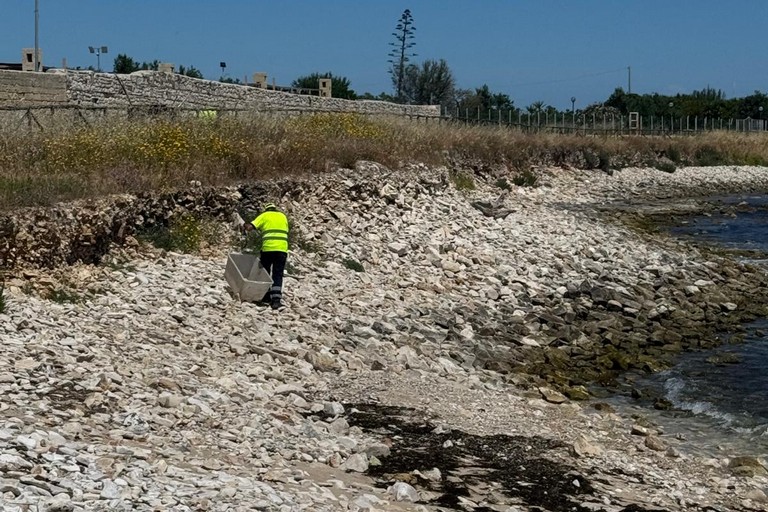 Pulizia spiagge ASM