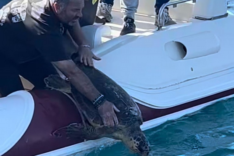 rilascio di una tartaruga a torre a mare