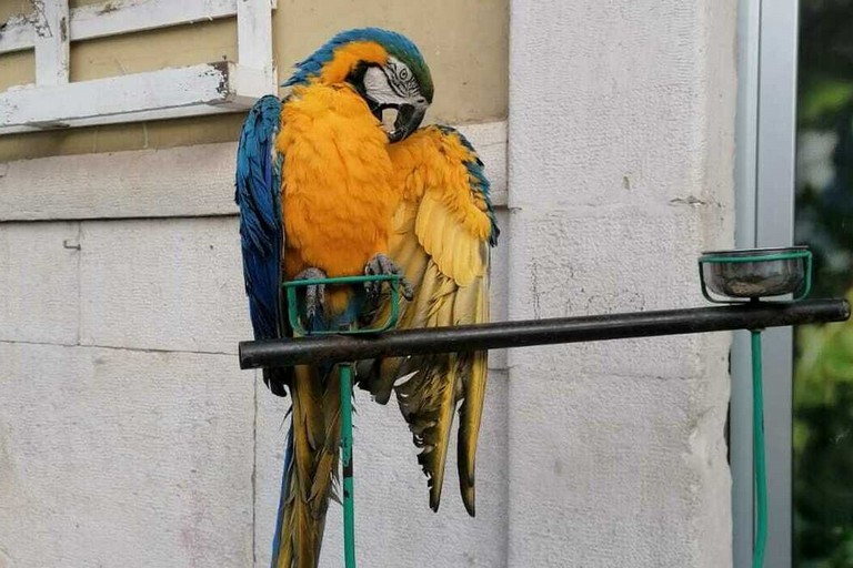 Il pappagallo Rudy