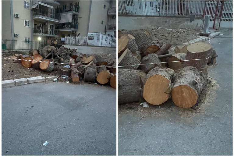 Verde pubblico, la consigliera Azzollini: «A Molfetta reazioni con due pesi e due misure»