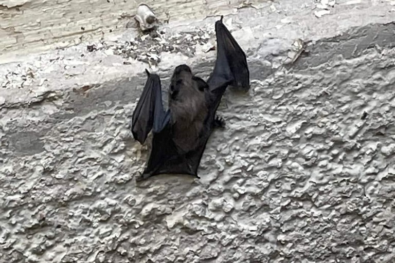 Pipistrello