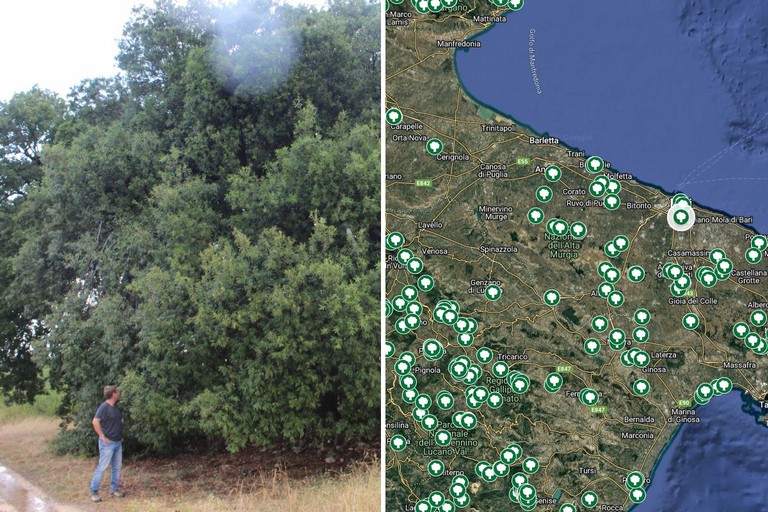 Alberi monumentali nell’elenco Masaf