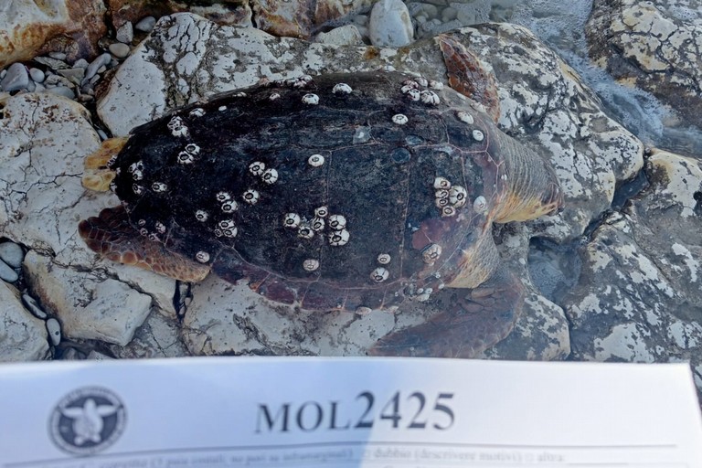 Carcassa di tartaruga rinvenuta alla Prima Cala di Molfetta