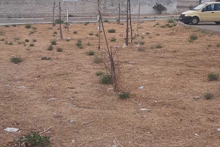 Verde urbano