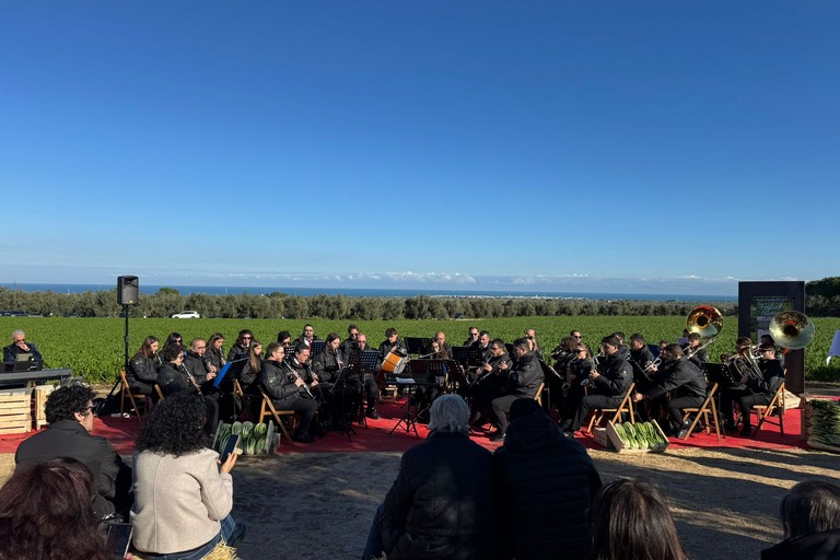 Cicoria Puntarelle molfettese