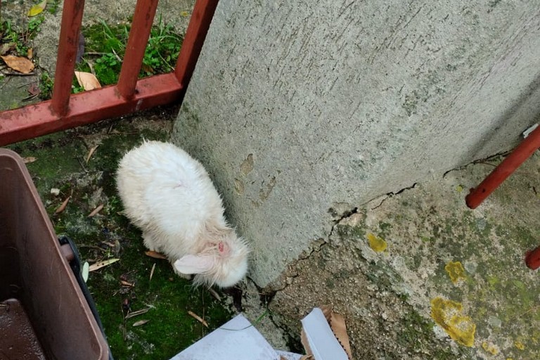 Abbandono di animali: recuperato un coniglio nano a Molfetta