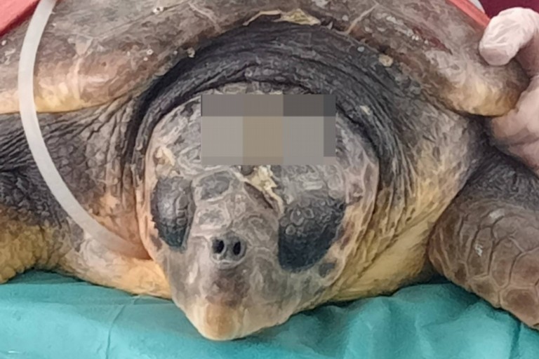 Elektra, la tartaruga che ha sfidato il Mediterraneo