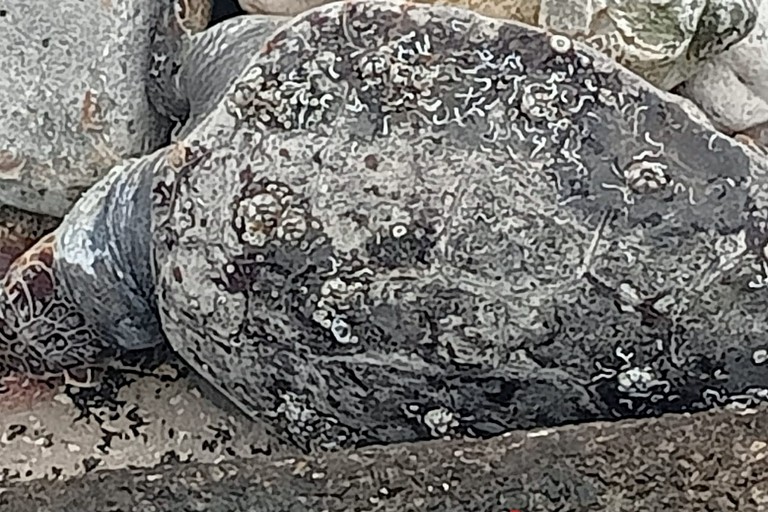 Tartaruga marina spiaggiata