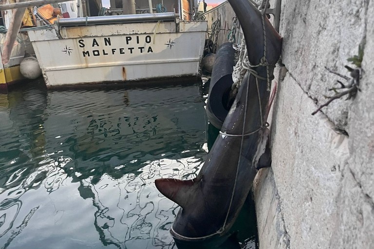 Squalo volpe da circa 200 chilogrammi trovato morto a Molfetta