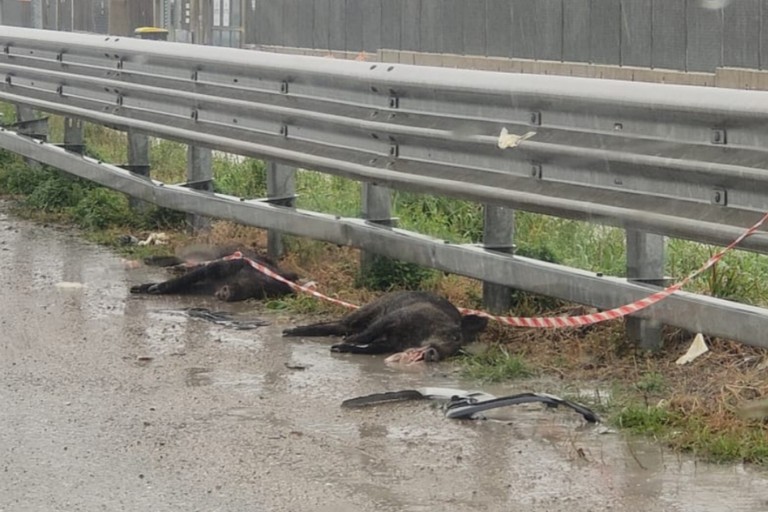 Investiti due cinghiali sulla SS16