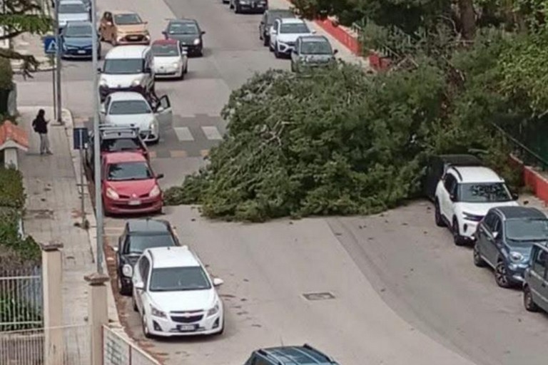 I danni del vento a Molfetta: cedimento di più alberi