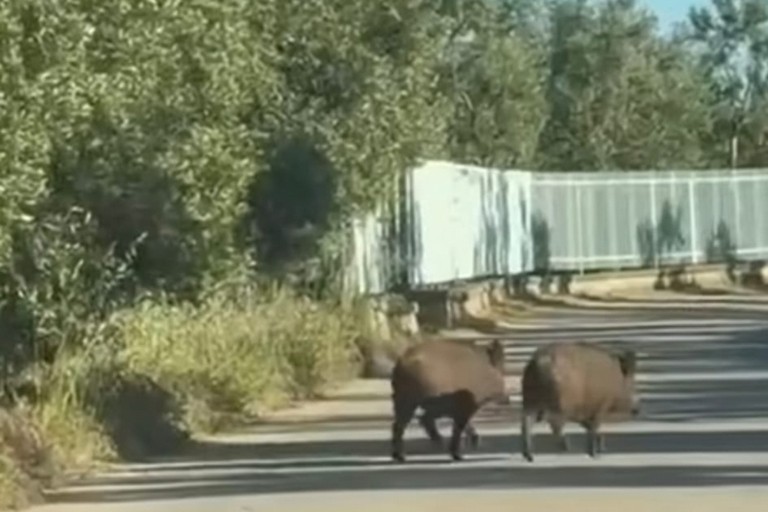 Ancora cinghiali in zona Contrada Mino: la segnalazione