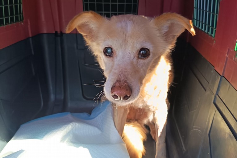 Tutela degli animali a Molfetta