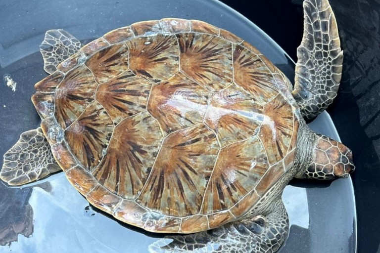 World Sea Turtle Day