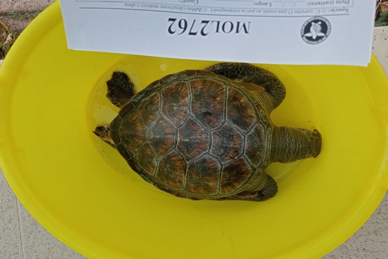 Rarissima tartaruga verde trovata morta