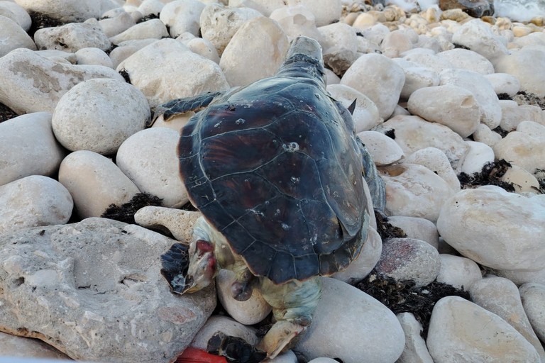 Giovane tartaruga verde trovata morta