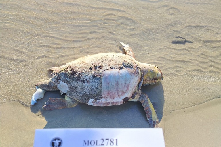 Tartarughe marine morte