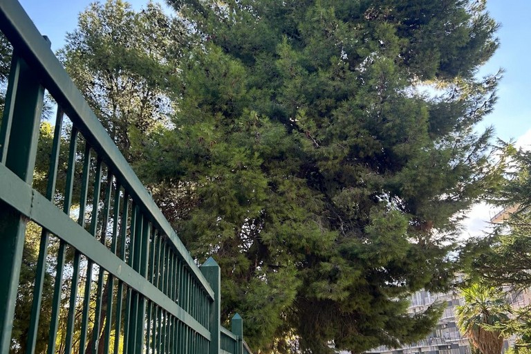 alberi