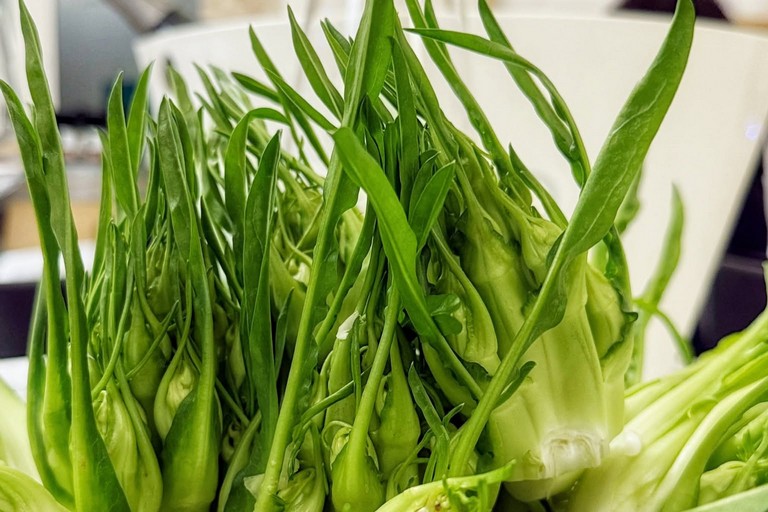 Cicoria Puntarelle Molfettese
