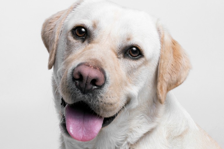 Cane