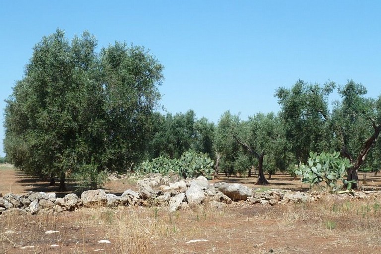 Xylella